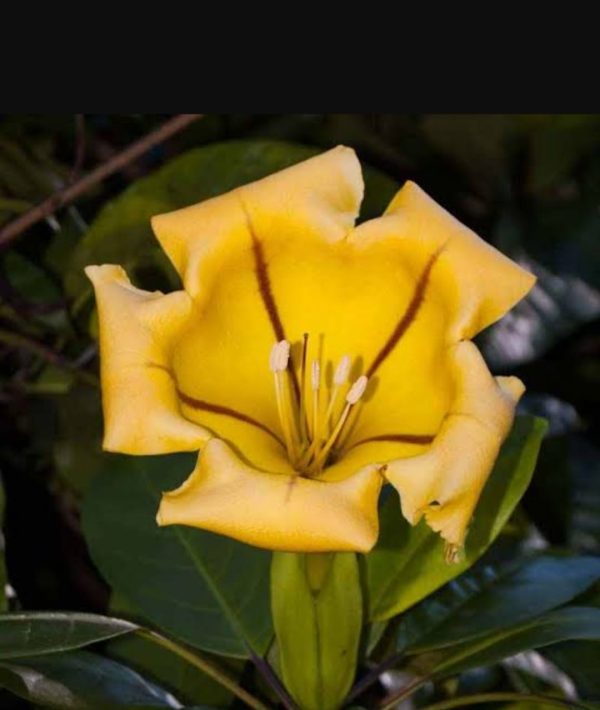 Solandra Maxima