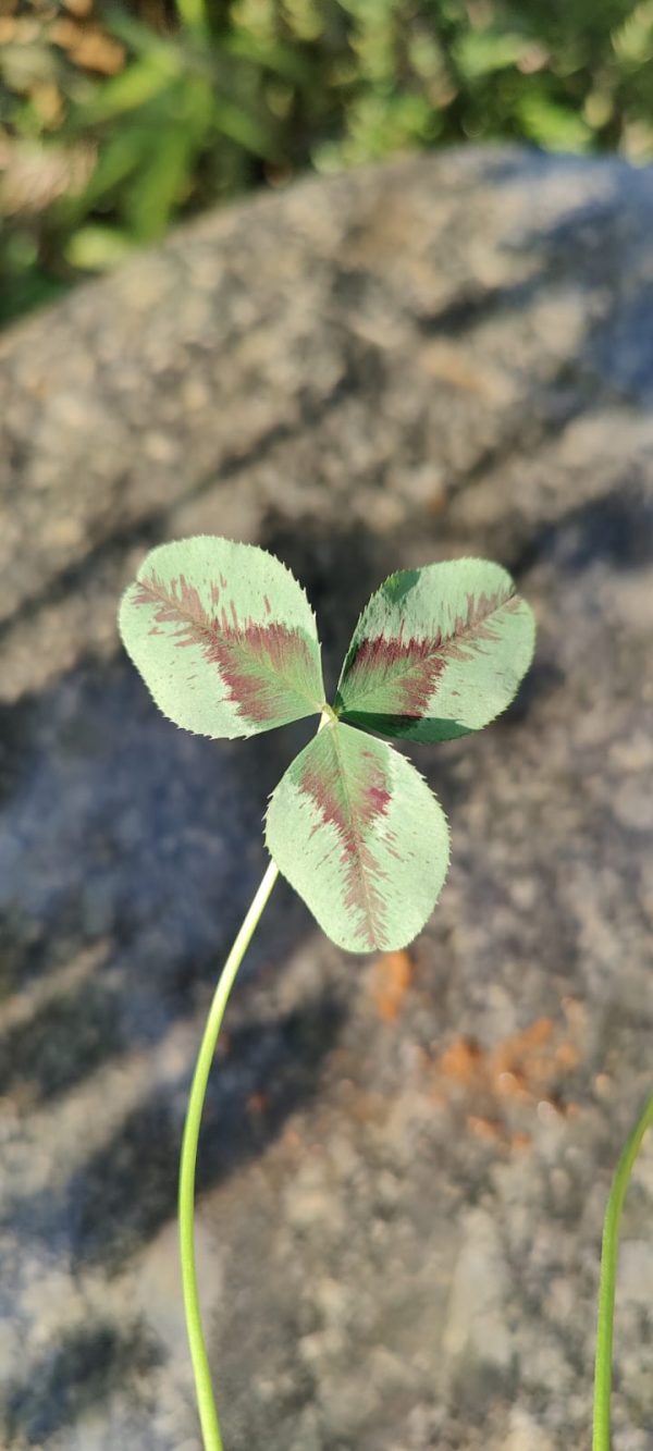 Trifolium repens dragon's blood - Image 2