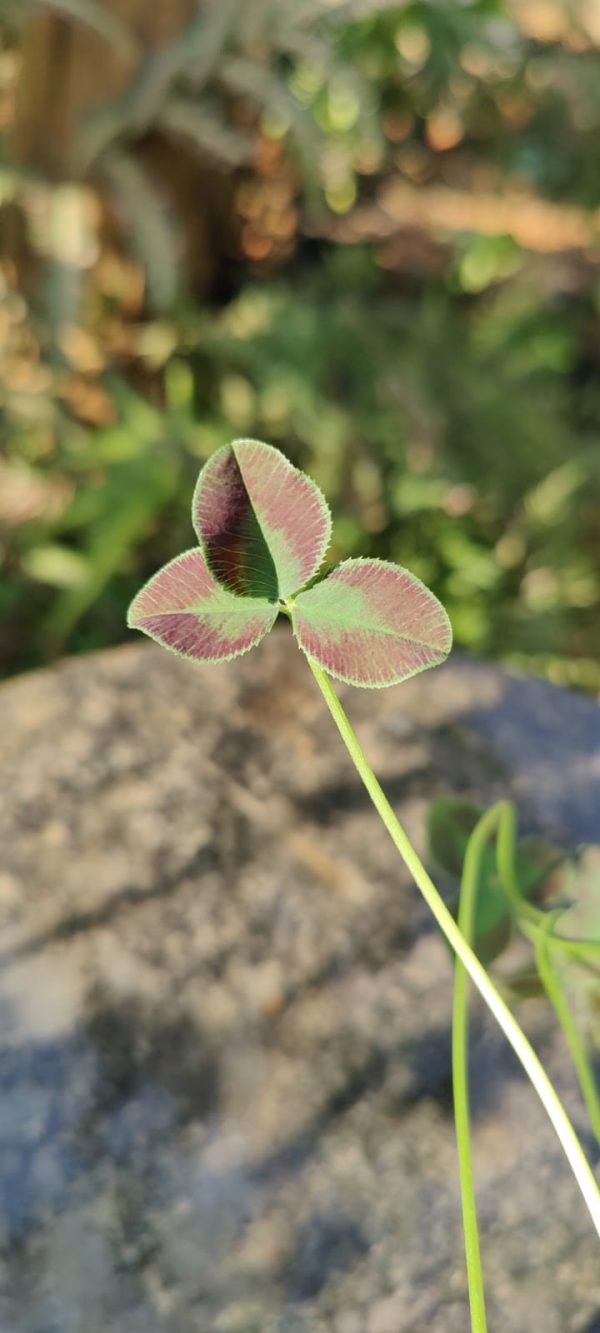 Trifolium repens ‘Estelle' - Image 3