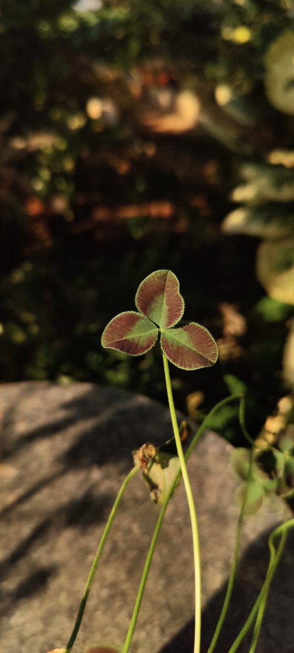 Trifolium repens ‘Estelle' - Image 2