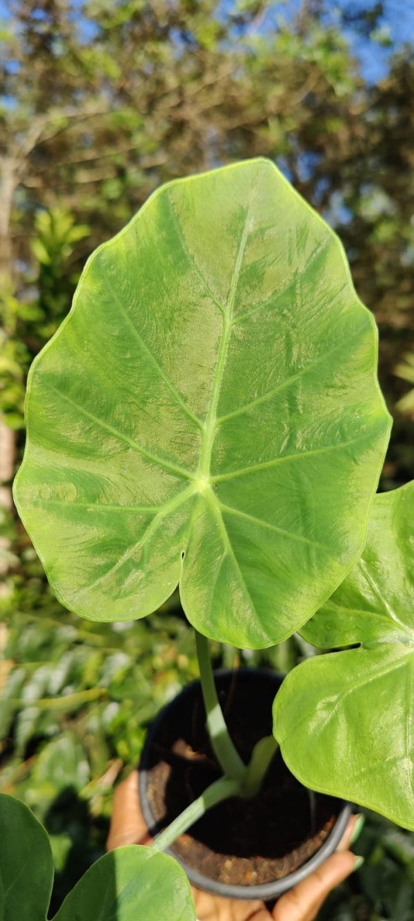 Leucocasia gigantea