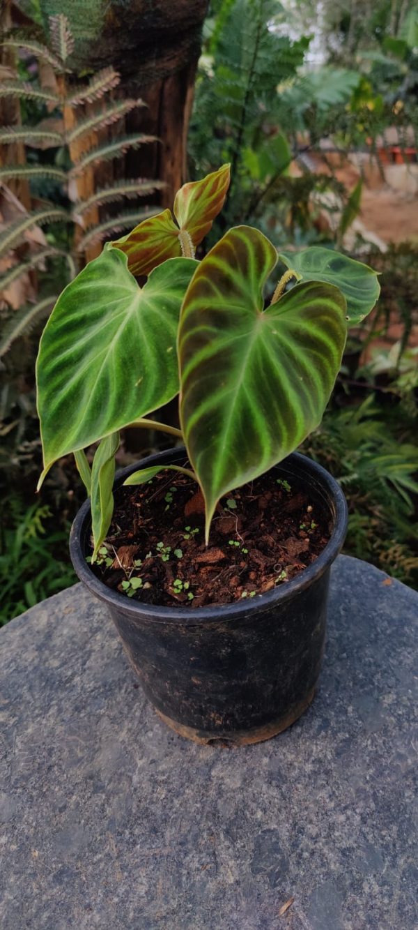 Philodendron verrucosum Plant ( Small) - Image 2