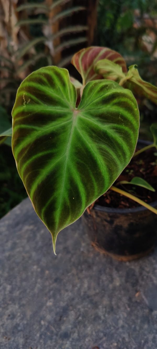 Philodendron verrucosum Plant ( Small)