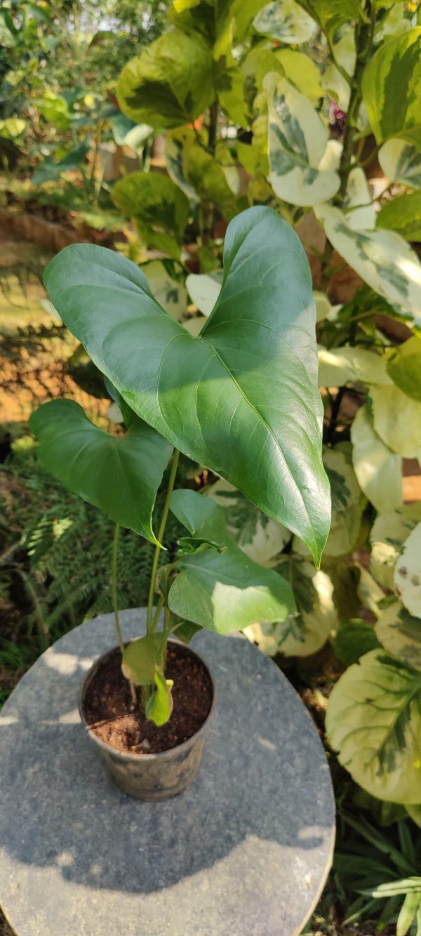 Anthurium watermaliense - Image 3