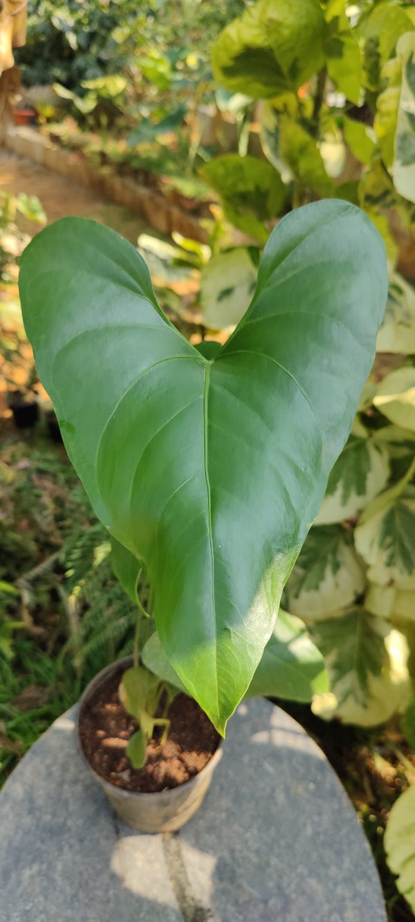 Anthurium watermaliense - Image 2