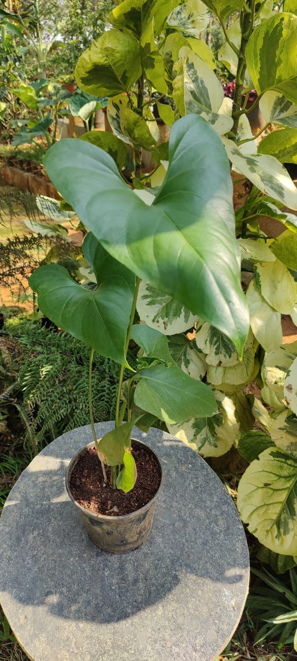 Anthurium watermaliense