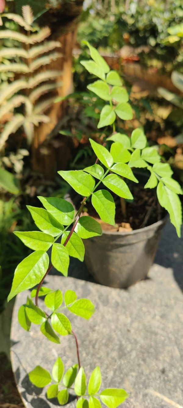 Wonga Wonga Vine / Ruby Belle (Pandorea pandorana) Rare Flowering Creeper Live Plant - Image 3