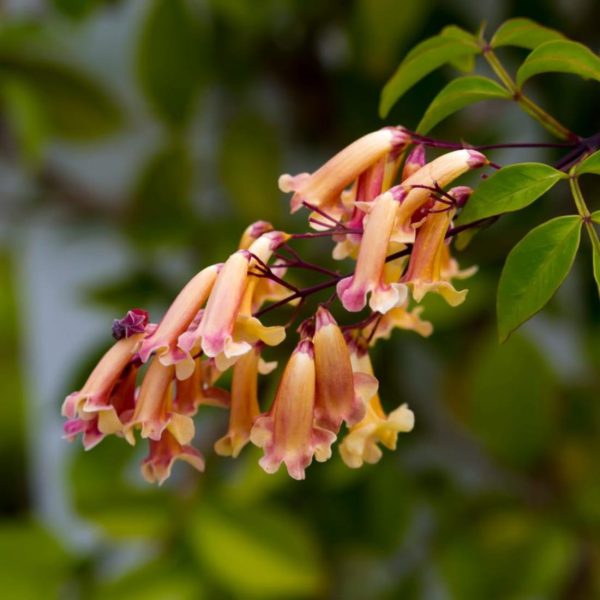 Wonga Wonga Vine / Ruby Belle (Pandorea pandorana) Rare Flowering Creeper Live Plant - Image 2