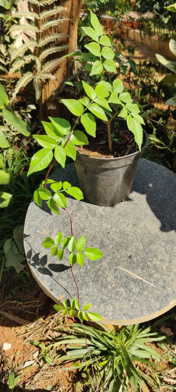 Wonga Wonga Vine / Ruby Belle (Pandorea pandorana) Rare Flowering Creeper Live Plant - Image 4