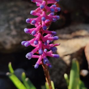 Match Stick Plant or Aechmea gamosepala (matchstick bromeliad)