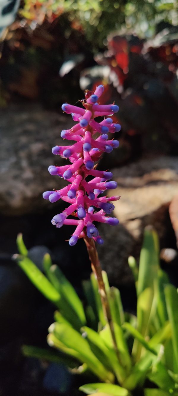Match Stick Plant or Aechmea gamosepala (matchstick bromeliad)
