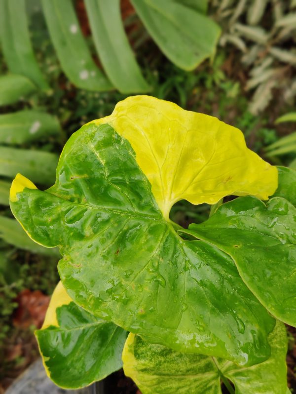 Syngonium mango allusion variegated ( Rare)