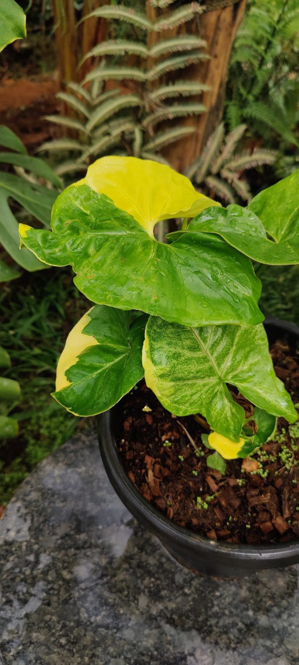 Syngonium mango allusion variegated ( Rare) - Image 2