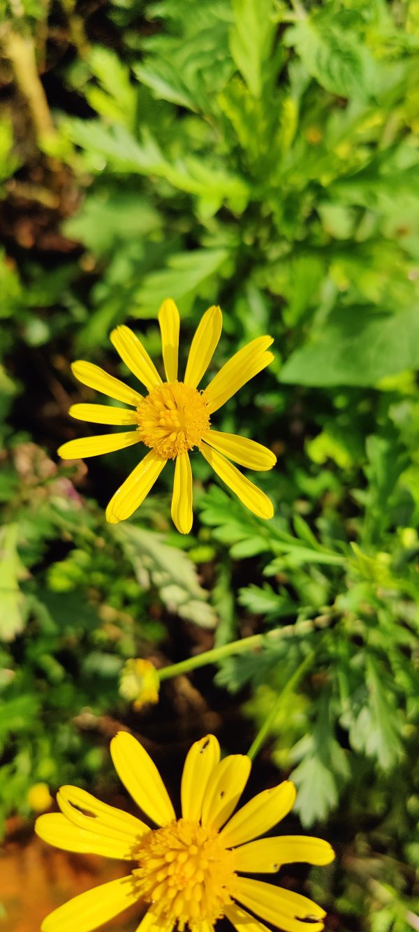 Euryops chrysanthemoides - Image 2