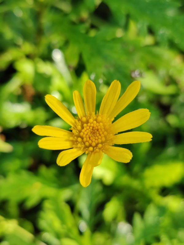 Euryops chrysanthemoides