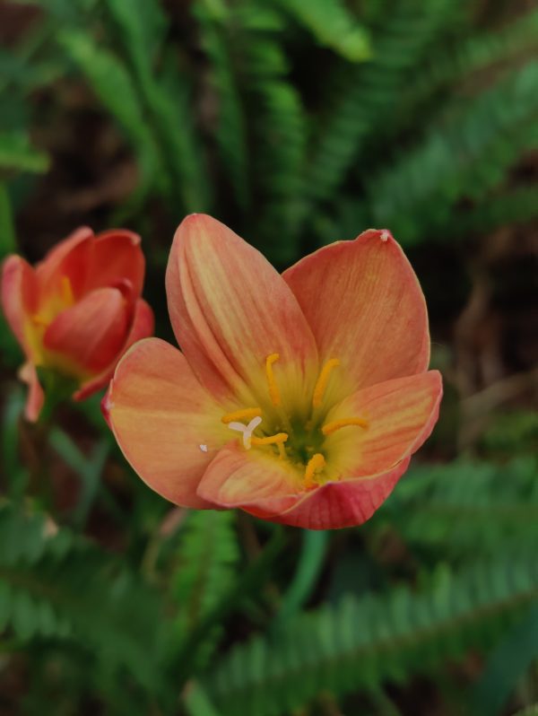 Rain lily "Bright eye"