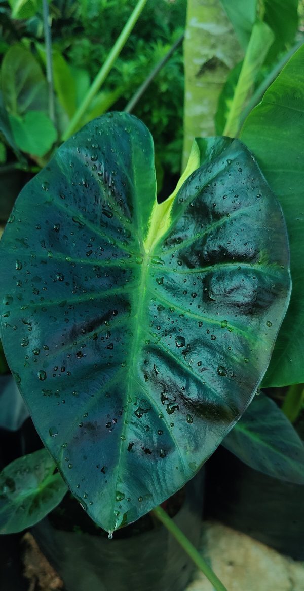 Colocasia 'Itim Kathi' - Image 2