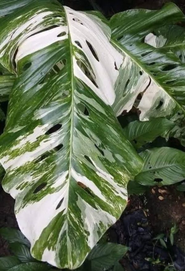 Monstera lechleriana variegated