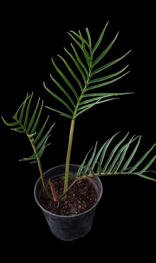 Philodendron Tortum