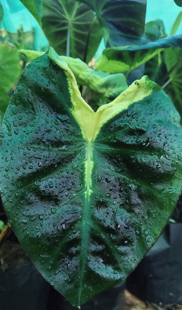 Colocasia 'Itim Kathi' - Image 3