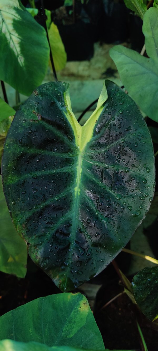 Colocasia 'Itim Kathi'