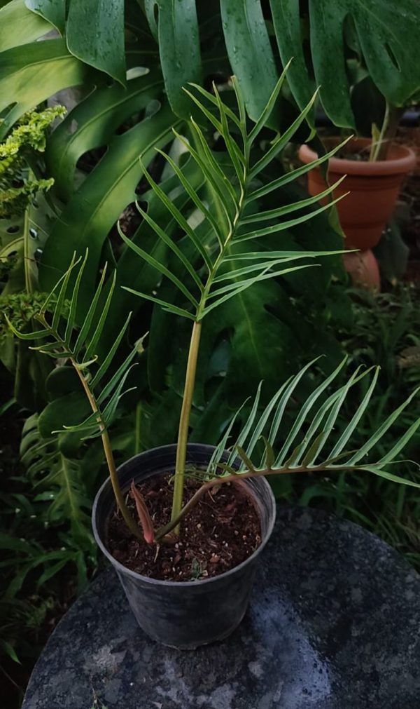 Philodendron Tortum - Image 2