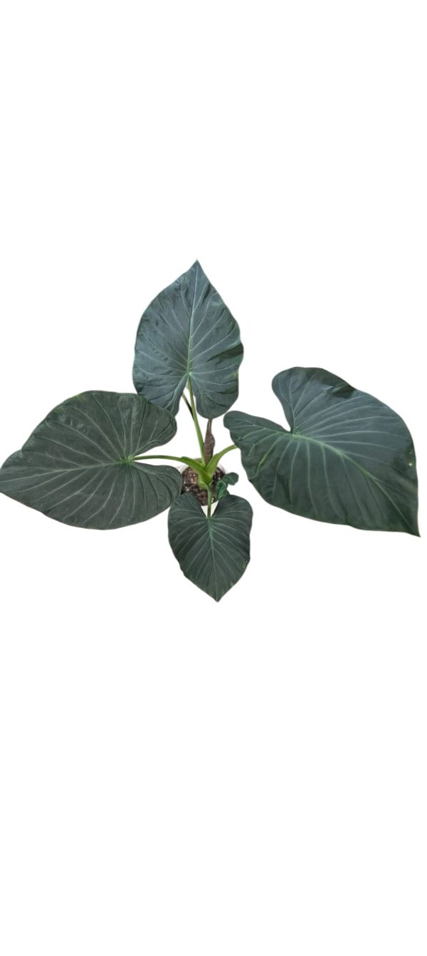 Alocasia Regal Shield(XL) - Image 3