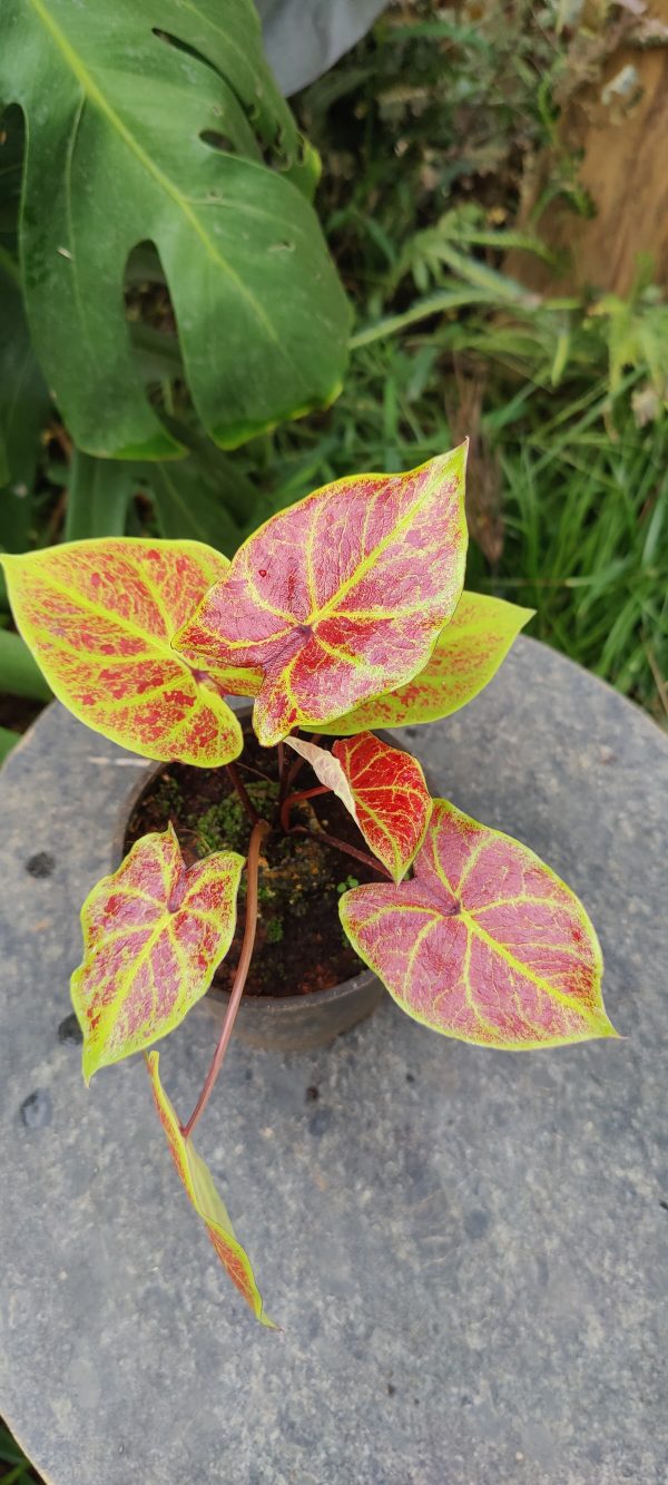 Caladium New wave Lime
