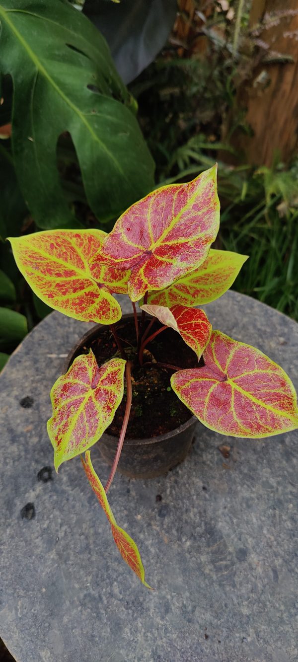 Caladium New wave Lime - Image 2
