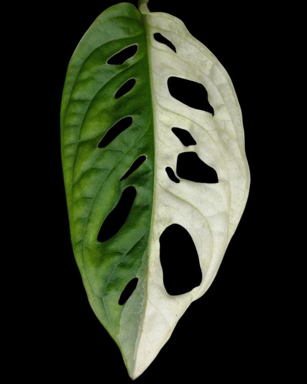 Monstera adansonii variegated ( albo) - Image 2
