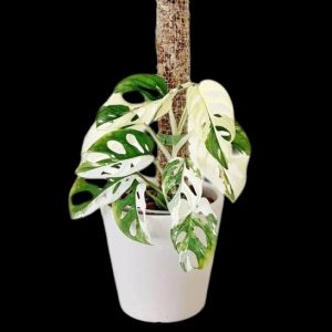 Monstera adansonii variegated ( albo)