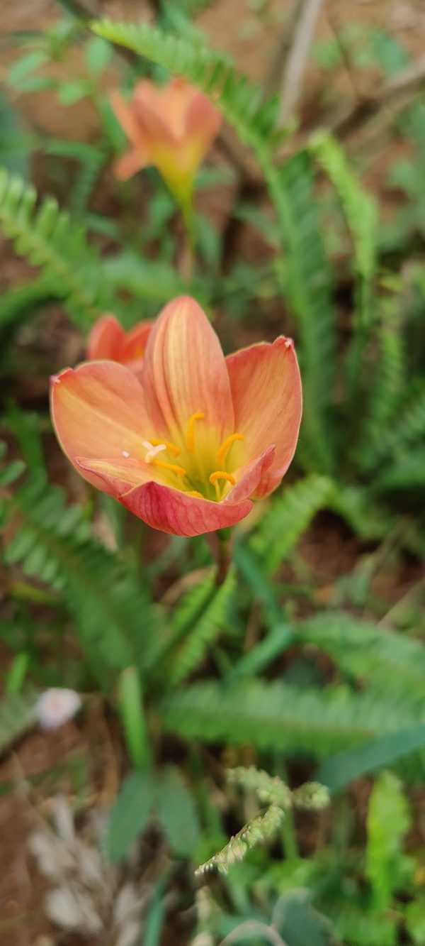 Rain lily "Bright eye" - Image 2