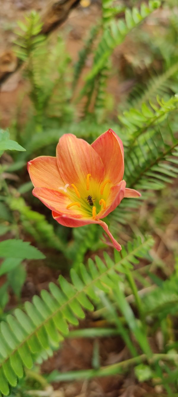 Rain lily "Bright eye" - Image 3