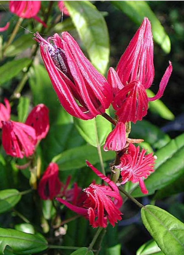Brazilian Candle Plant (Pavonia Multiflora)