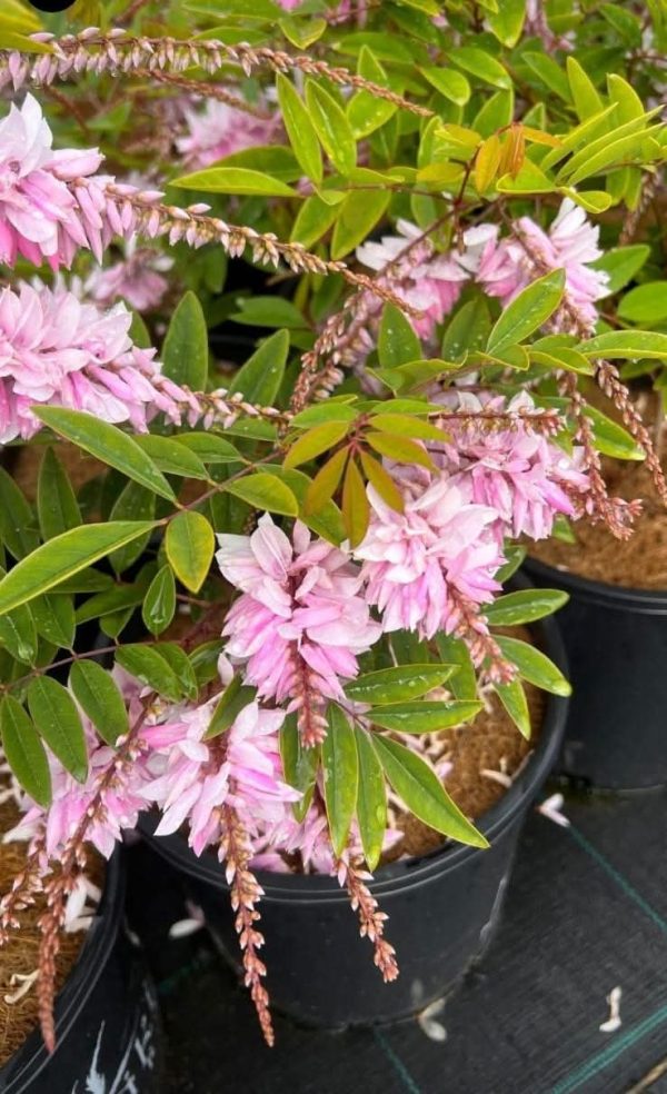 Summer wisteria / Indigofera decora