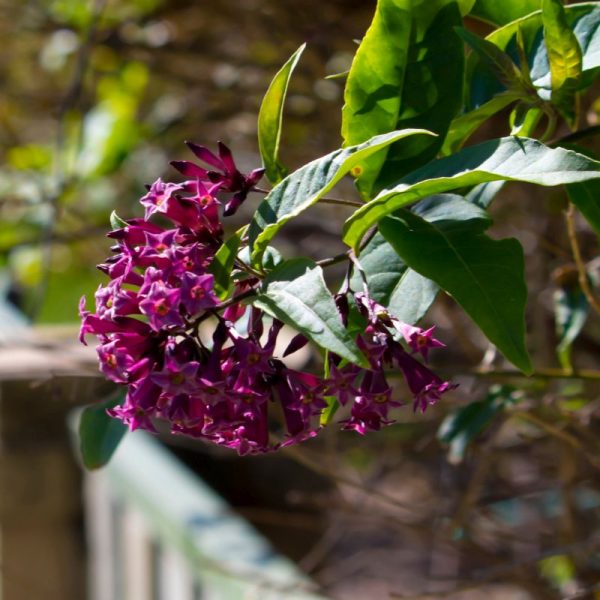 Cestrum  Purple ( Day King Purple)