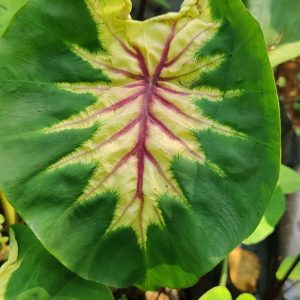 Colocasia queen of phoenix