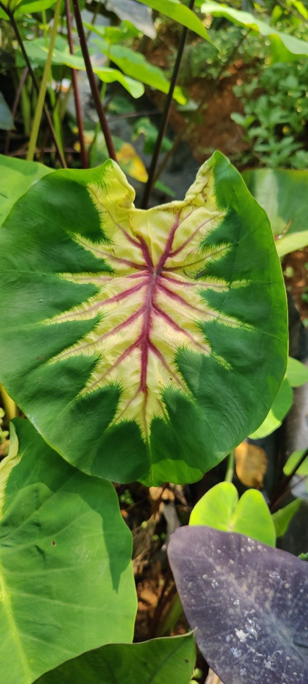 Colocasia queen of phoenix
