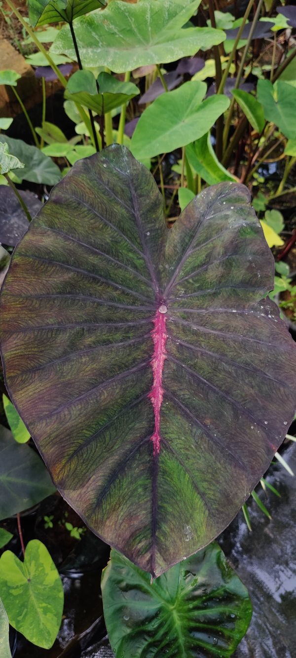 Colocasia first love