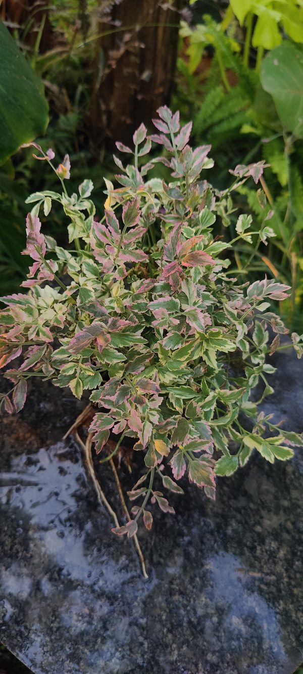 Oenanthe javanica 'Flamingo'