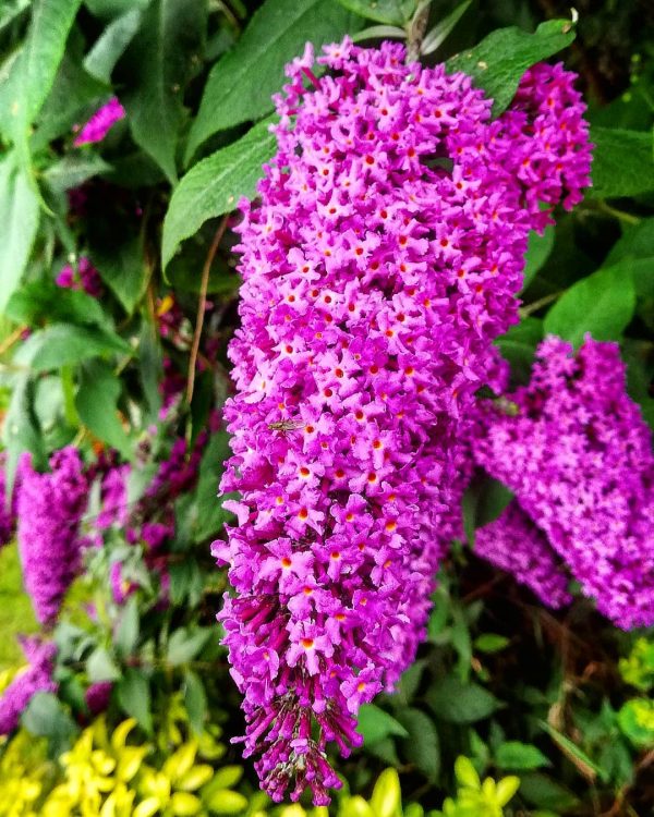 Buddleja Davidii 'Purple'