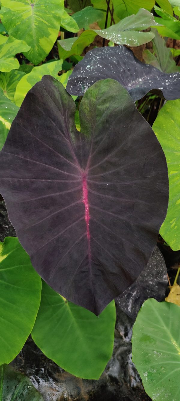 Colocasia first love - Image 3