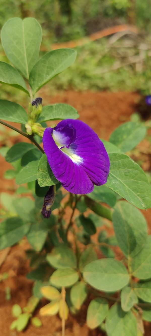 Clitoria Ternatea Seeds(10)