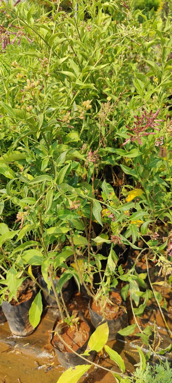 Cestrum  Purple ( Day King Purple) - Image 2