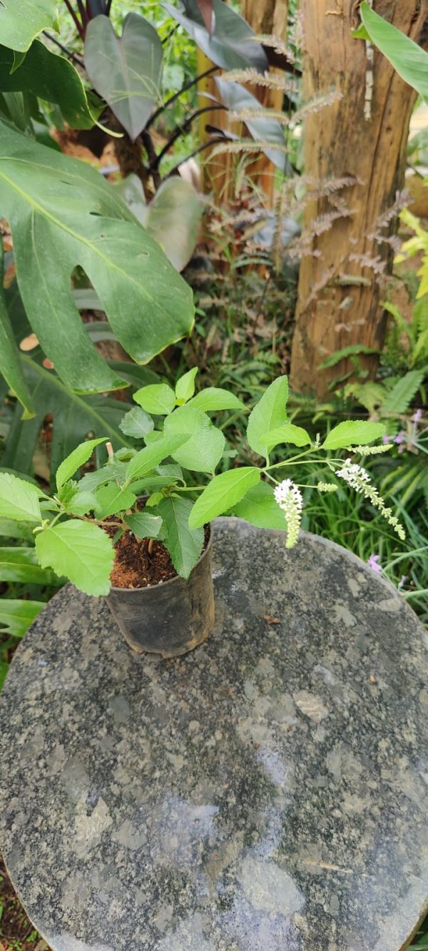 Aloysia virgata Or Sweet almond bush - Image 3