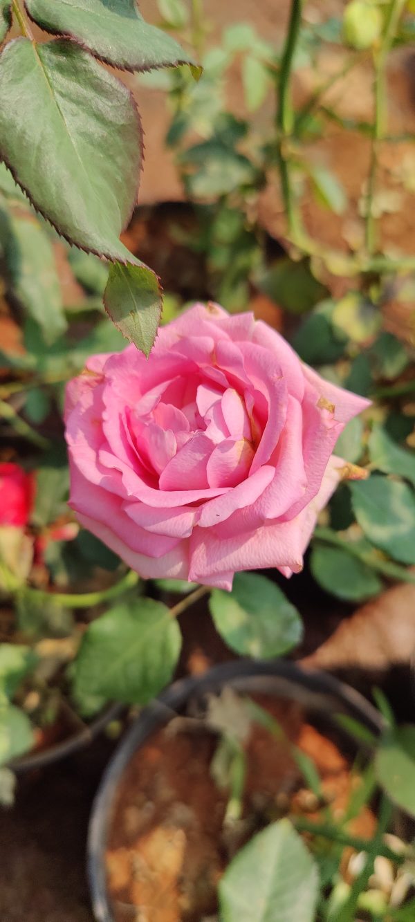 Rosa 'Queen Elizabeth'