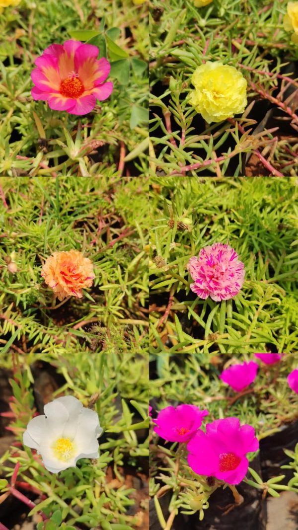 Moss-rose purslane( 6 plants combo)