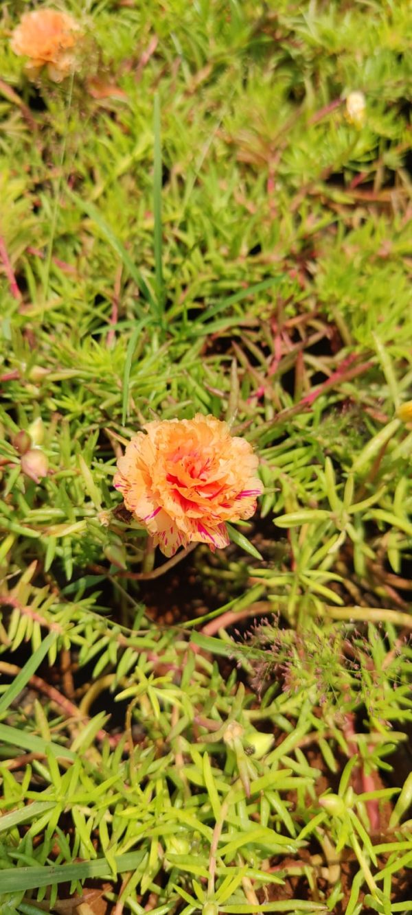 Moss-rose purslane( 6 plants combo) - Image 6
