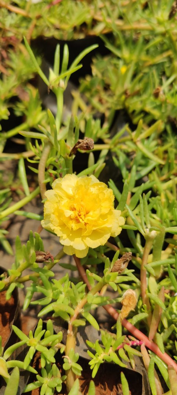 Moss-rose purslane( 6 plants combo) - Image 7