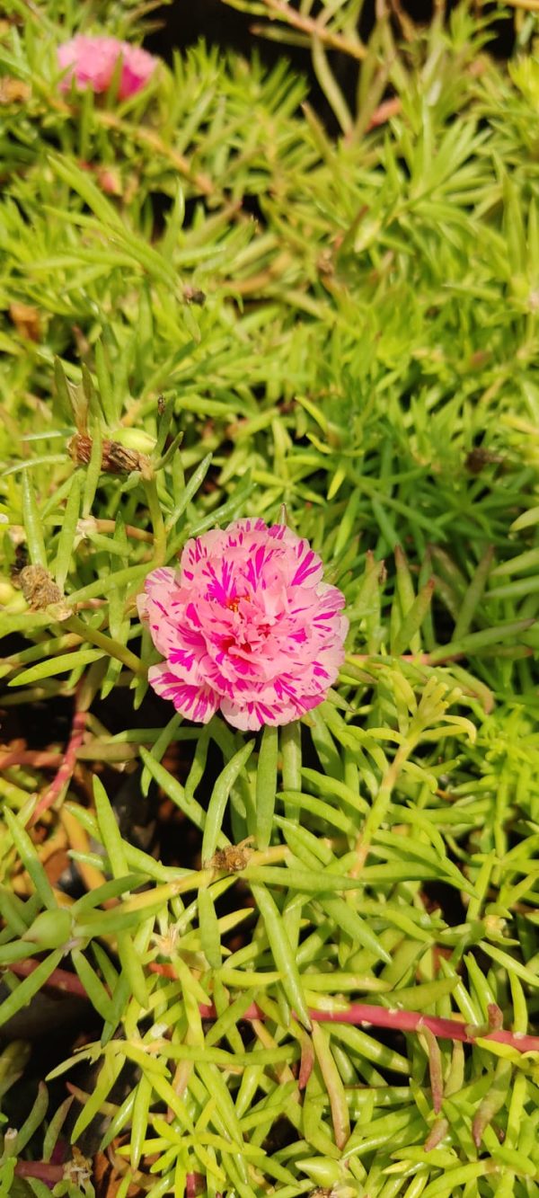 Moss-rose purslane( 6 plants combo) - Image 5